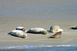 Seehunde an der Nordsee