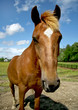 Horse in pasture