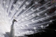 white peacock