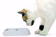 Animaux J. Ribieff-108- gamelle.tif