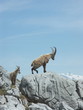 un couple de bouquetins en montagne
