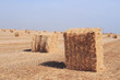 Harvest