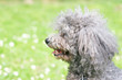 Beautiful Poodle
