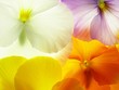 colorful viola