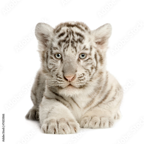 White Tiger cub (2 months)