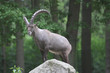 Steinbock