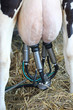milking machines
