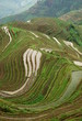 terrasse de riz, region du guangxi, chine