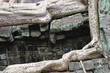 Cambodia; Angkor; Ta Prohm temple