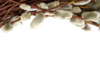 Catkins