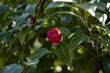 Camelia