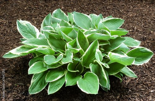 Photo: Hosta Hosta