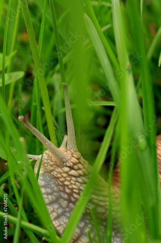 Chiocciola Chiocciola