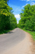 Road in the forest