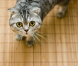 Scottish Fold cat looking up