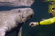 Woman greets Manatee