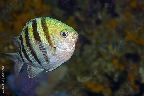 Foto: Stripy fish with copy-space Stripy fish with copy-space