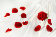 Red rose over white silk