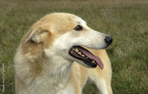 Photo: Chien de canaan Chien de canaan