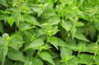 nettle