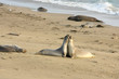Elephant seals fighting