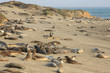 Elephant seals at the beach