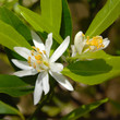 Fleurs d'oranger  1-2