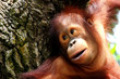 APE