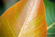VEINS OF LEAF