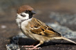 CLOSE UP OF SPARROW
