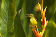 SUNBIRD AMONG THE HELICONIA