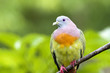 BIRD ON A BRANCH