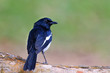 MAGPIE PERCHING ON A BRANCH