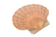 Clam shell