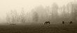 Fog