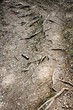 Chemin dans une forêt des Bauges (Savoie) Chemin dans une forêt des Bauges (Savoie)