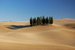 Cypresses