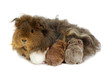 Mother guinea pig and three babies