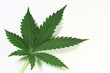 cannabis
