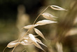 dry grass on the sunlight