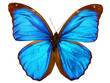 papillon ( morpho menelaus, brésil )