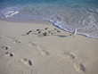 Birds on the Beach