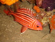 red fish