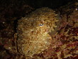 squid