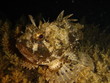 rock fish