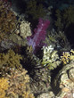 fondo coralino