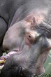 Hippo
