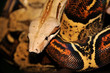 Red Tailed Boa Constrictor