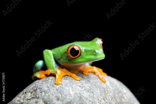 curious little frog isolated on black curious little frog isolated on black