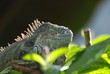 reptile